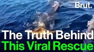 The Truth Behind This Viral Video