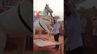 Horse dance chunni me beautiful super dupa #horsedance #trendding #dancinganimals