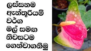 ඇන්තූරියම් වර්ග හදුනාගෙන මිලදී ගනිමු  anthurium varieties  anthurium plants  anthurium wagawa