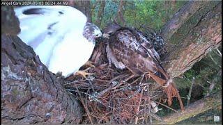 Angel Leucistic Red-tailed Hawk  Angel & Tom Visit The Nest   Window To Wildlife 5.2.24