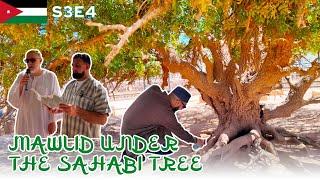 Mawlid Under the Sahabi Tree The Blessed Tree