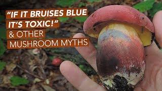 If It Bruises Blue Its Toxic — And Other Mushroom Myths