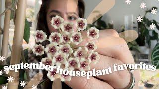 September Houseplant Favorites Featuring Some Hoya Blooms 