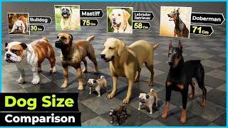 Dog Size Comparison 2024