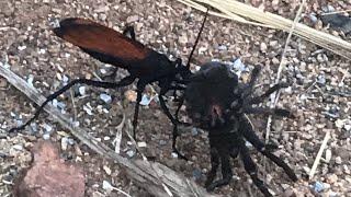 Tarantula Hawk carrying off Tarantula