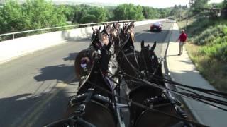 The Budweiser Clydesdales--Cody Wyoming Stampede 4th of July 2015 Parade