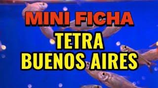 Mini Ficha Tetra Buenos Aires