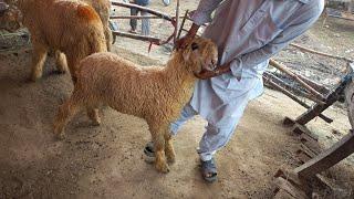 Mundra chatra kaka gulabi 32ooo low rate mundra chatra kids  bakra mandi gujranwala