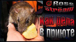 Росс Как дела в приюте  Серьезные проблемы с большим количеством крыс.  Wild Rats