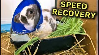 Bunny fights to recover from surgery