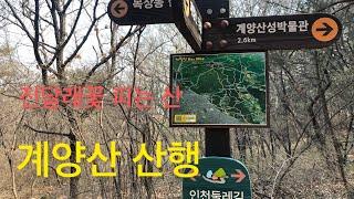 2023년 3월 29일 인천 계양산 산행  진달래꽃 피는 날 산행하는 날  계양산 가자