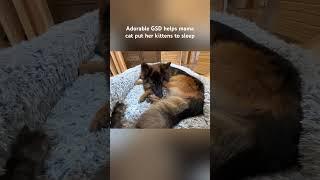 Adorable German Shepherd helps mama cat put her kittens to sleep #dogs #kittens