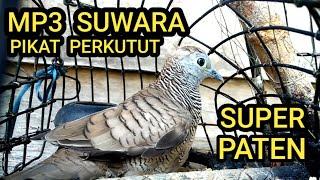 suwara pikat burung perkutut mp3 super paten