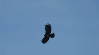 Black Eagle with prey Indian gerbil
