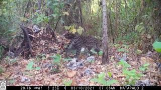 Camera traps capture Costa Rican wildlife