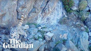 Footage of elusive Andean cat captured by conservationist Its incredible