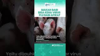 Mulai Serang Indonesia Virus Flu Babi Afrika Bisa Tularkan Lewat Makanan?