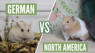 German VS North American Hamster Care