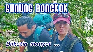 DIIKUTIN MONYET DI GUNUNG BONGKOK