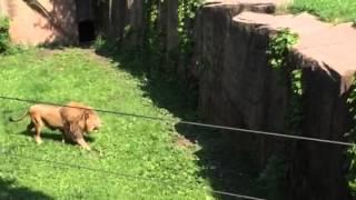 Lincolnpark Zoo lion climbing moat 62015