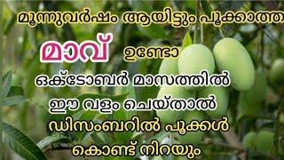 ഏത് പൂക്കാത്ത മാവും പൂക്കാൻ ഈ ഒരു ഒറ്റ വളം മാത്രം മതി  mango tree flowering tips malayalam