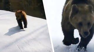 Лыжник Снял на Видео как за Ним Гонится Медведь. Реакция Зверя Поразила Всех