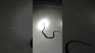 sea snake Philippines walo walo