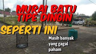 Memahami lebih dalam murai batu tipe dingin