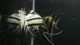 Dantum Angelfish Breeding Pair Laying Eggs