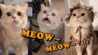 Cute Cat Cashs meow talk COMPILATION 01  meow__cash