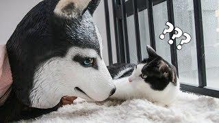 After the cat looked at the owner and became Huskies...  SanHua Cat Live