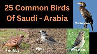 25 Common Birds Of Saudi - Arabia