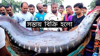 বিশাল চিতল মাছ কতটা সস্তায় বিক্রি হলো দেখুন। amazing fish  Padma river fish  DN Eyes  Chitolmas