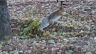 from turkey rabbit hunting you cant find anything like it in the world shotkam camera subscribe