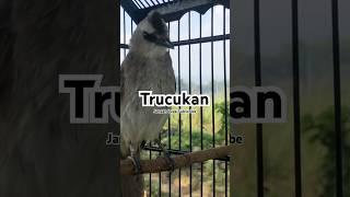 Panggilan Trucuk Jantan mikat Trucuk betina #birds #hobby #kicaumania #shorts