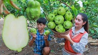 Juicy seedless guava fruit harvest   Seedless guava eating duck feet stew  Guava in my country