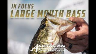 American Tackle In Focus - Bass Fishing