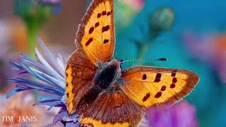 12 Hours  of Beautiful Relaxing Music Peaceful  Instrumental Music Butterfly Garden by Tim Janis