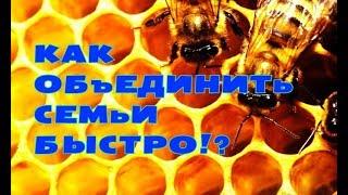 Как быстро и просто объединить две пчелиные семьи?