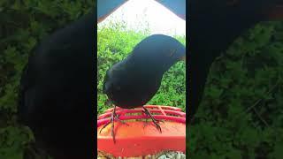 Common Blackbird - Birdbuddy