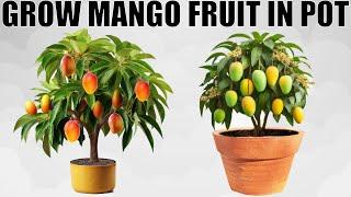 HOW TO GROW A MANGO TREE IN POT  WITH FULL UPDATES