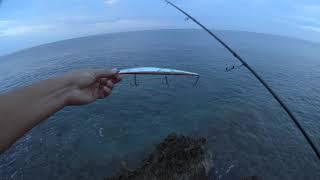 How to catch a barracuda in the Adriatic. C&R. 25.08.2018