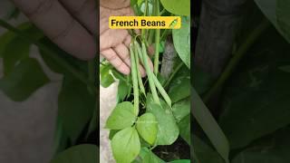 गमले मे उगाएं फ्रेंच बीन्स  French Beans Growing Tips #gardening #organicgardening #frenchbeans