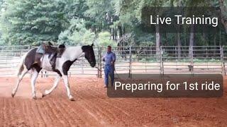 Preparing a new horse for their first ever ride. Live