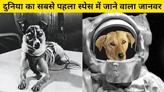 आखिर Laika के साथ क्या हुआ था  The Sad Story of Laika First Dog in Space