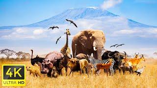 4K African Wildlife Journey into the Wild in Amboseli Park  Kenya With Calming Music in 4K