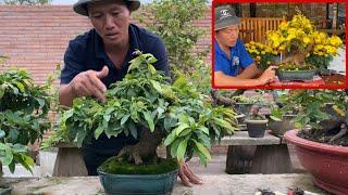 Hướng Dẫn Chăm Sóc Tán Cây Mai Bonsai Thành Phẩm Sao Cho Nhiều Hoa