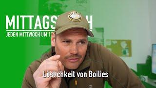  Mad Max Boilies jetzt online  Löslichkeit von Boilies  #Mittagstisch 133