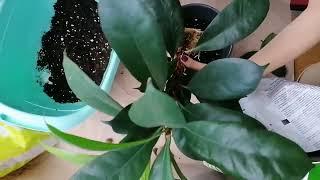 ПОСАДКА МОЛОДЫХ ЧЕРЕНКОВ. Фикус Циатистипула Ficus ciathistipula