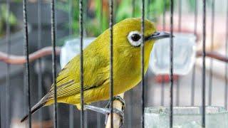 Suara Panggilan Burung PLECI BETINA Buat Pancingan PLECI NGOTOT Jadi Gacor & Ngalas